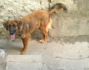 Cachorro raça SRD idade 7 a 11 meses nome Linda