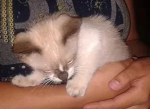 Gato raça sem raça idade Abaixo de 2 meses nome Ainda sem nome