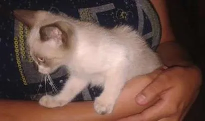Gato ra a sem raça idade Abaixo de 2 meses nome Ainda sem nome