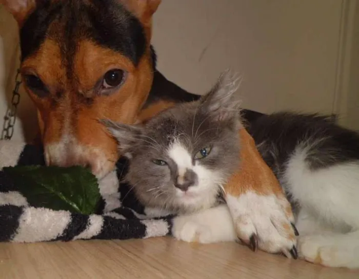 Cachorro ra a SRD idade 7 a 11 meses nome Coca