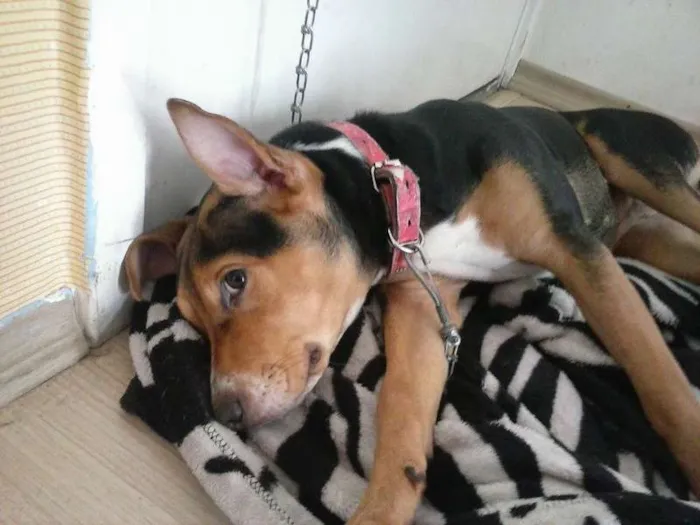Cachorro ra a SRD idade 7 a 11 meses nome Coca