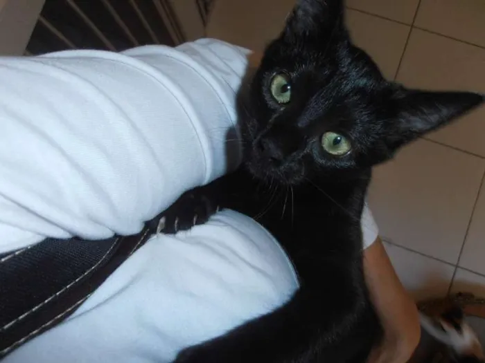 Gato ra a srd idade 2 a 6 meses nome Chandelle