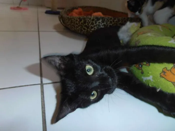 Gato ra a srd idade 2 a 6 meses nome Chandelle
