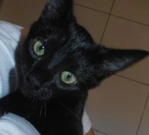 Gato raça srd idade 2 a 6 meses nome Chandelle