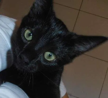 Gato ra a srd idade 2 a 6 meses nome Chandelle