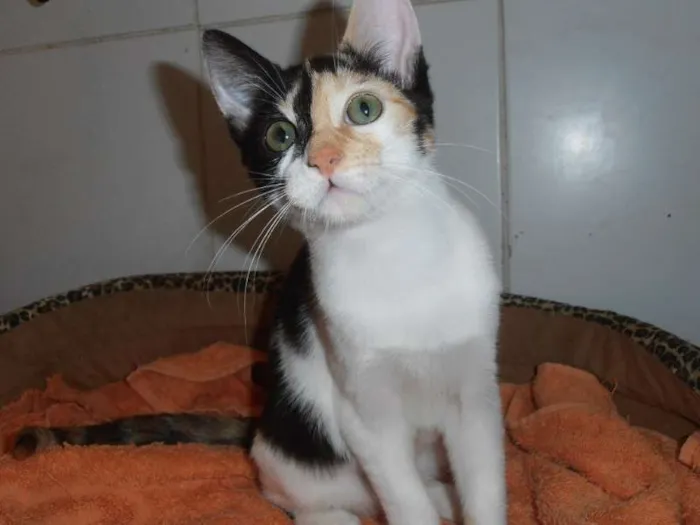 Gato ra a srd idade 2 a 6 meses nome JellyBeans