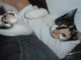 JellyBeans