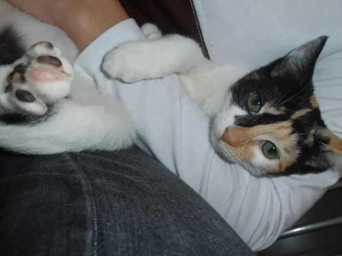 Gato ra a srd idade 2 a 6 meses nome JellyBeans