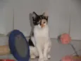 JellyBeans