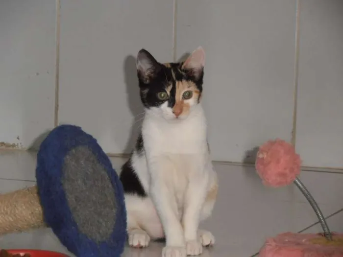 Gato ra a srd idade 2 a 6 meses nome JellyBeans