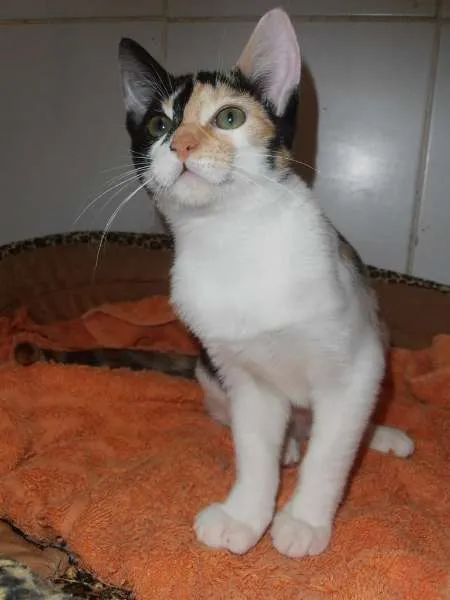 Gato ra a srd idade 2 a 6 meses nome JellyBeans