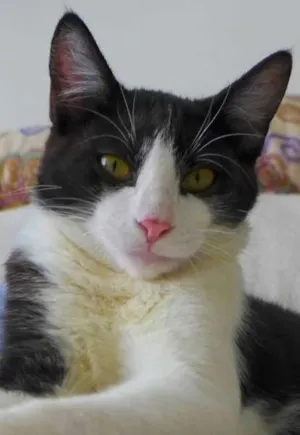 Gato raça srd idade 2 a 6 meses nome Trakinas