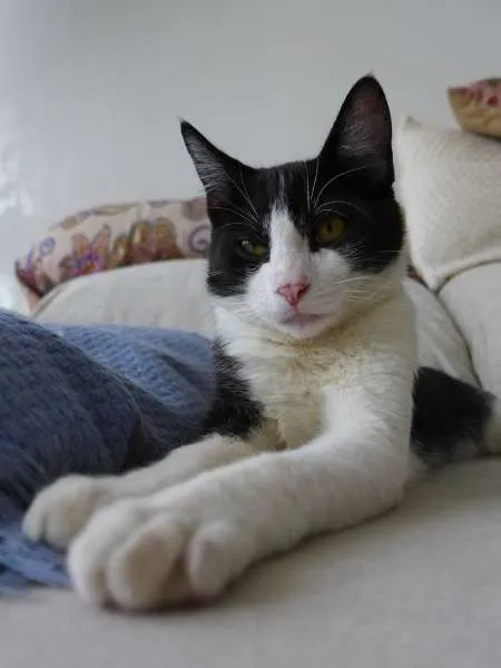Gato ra a srd idade 2 a 6 meses nome Trakinas