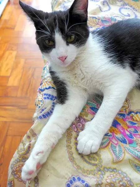 Gato ra a srd idade 2 a 6 meses nome Trakinas