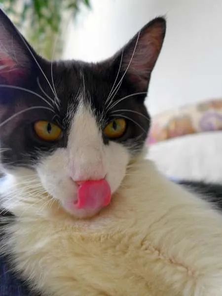 Gato ra a srd idade 2 a 6 meses nome Trakinas