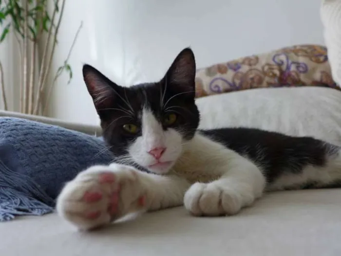 Gato ra a srd idade 2 a 6 meses nome Trakinas