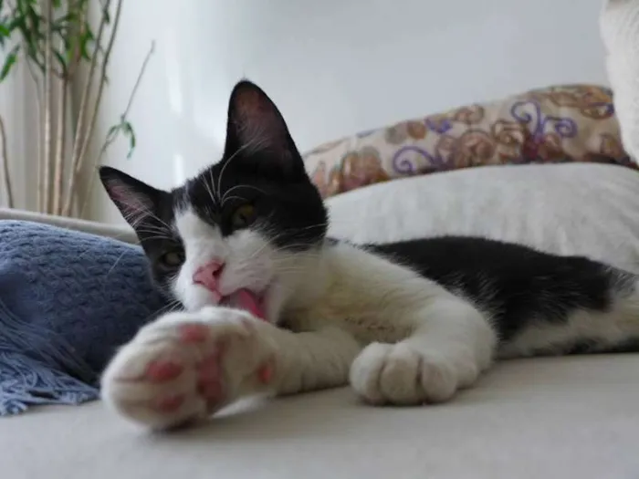 Gato ra a srd idade 2 a 6 meses nome Trakinas