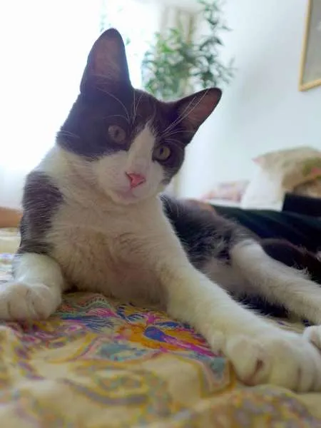 Gato ra a srd idade 2 a 6 meses nome Trakinas