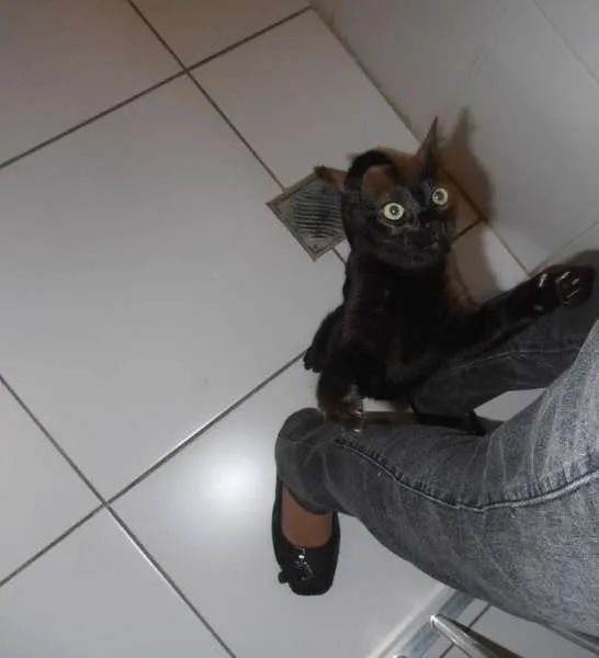 Gato ra a srd idade 2 a 6 meses nome Chandelle