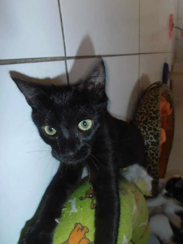 Gato ra a srd idade 2 a 6 meses nome Chandelle