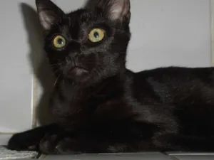 Gato raça srd idade 2 a 6 meses nome Chandelle