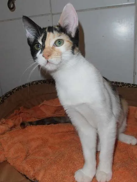 Gato ra a srd idade 2 a 6 meses nome JellyBeans