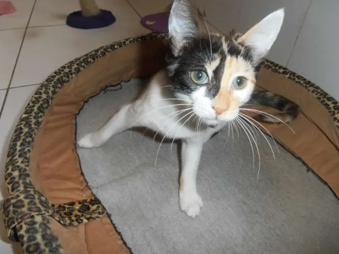 Gato ra a srd idade 2 a 6 meses nome JellyBeans