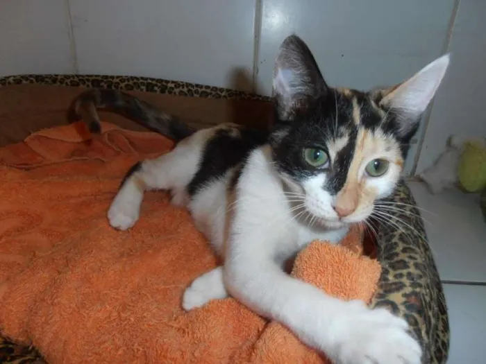 Gato ra a srd idade 2 a 6 meses nome JellyBeans