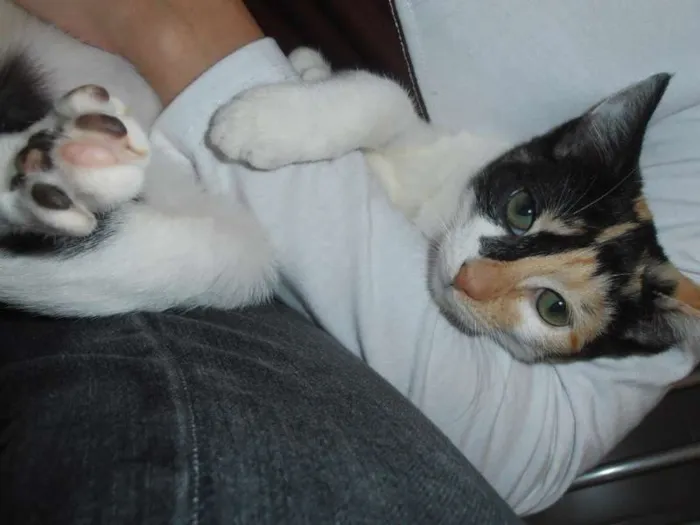 Gato ra a srd idade 2 a 6 meses nome JellyBeans