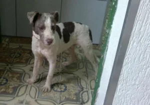 Cachorro raça SRD idade 1 ano nome Caramelo