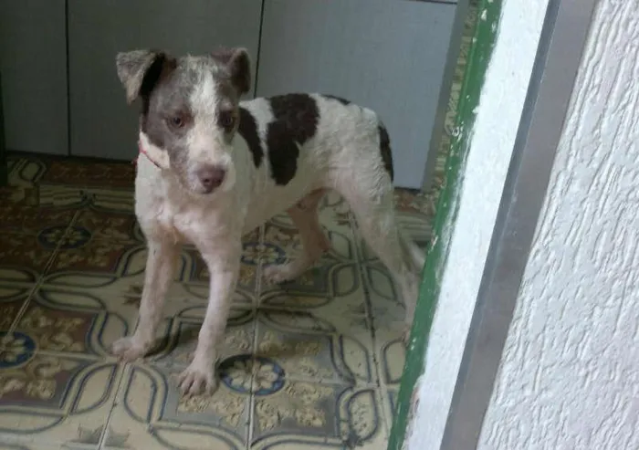 Cachorro ra a SRD idade 1 ano nome Caramelo