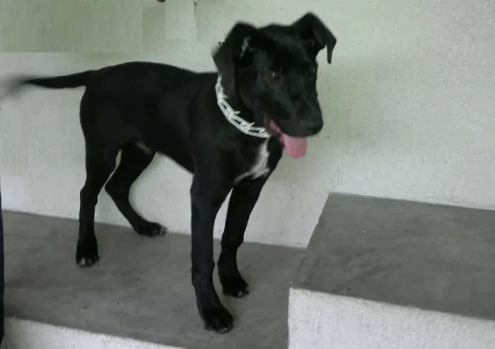 Cachorro ra a SRD idade 2 a 6 meses nome Thor