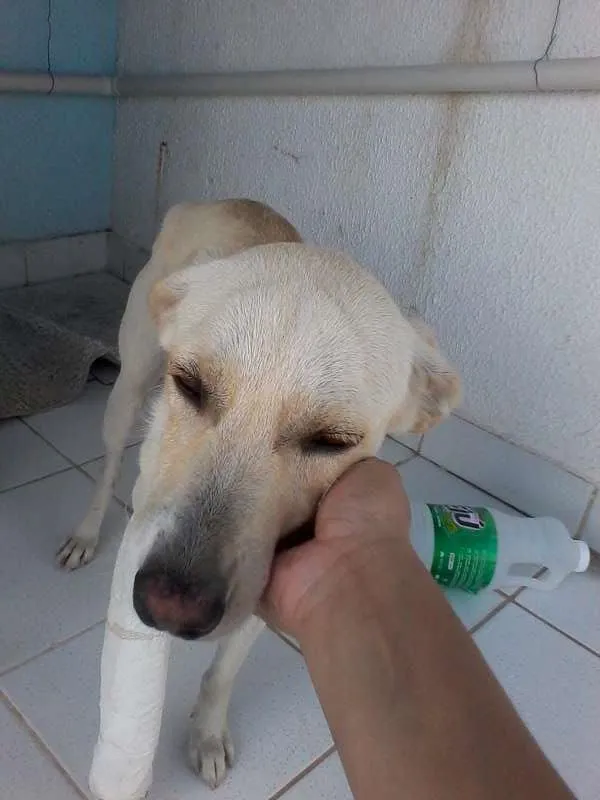 Cachorro ra a SRD idade 1 ano nome isadora