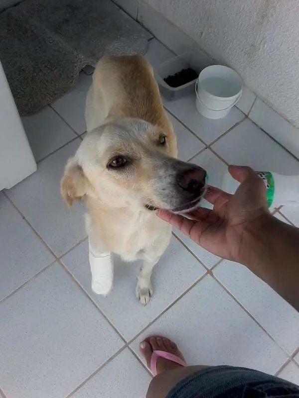 Cachorro ra a SRD idade 1 ano nome isadora