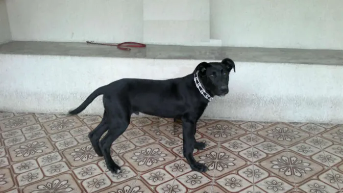Cachorro ra a SRD idade 2 a 6 meses nome Thor