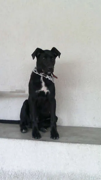 Cachorro ra a SRD idade 2 a 6 meses nome Thor
