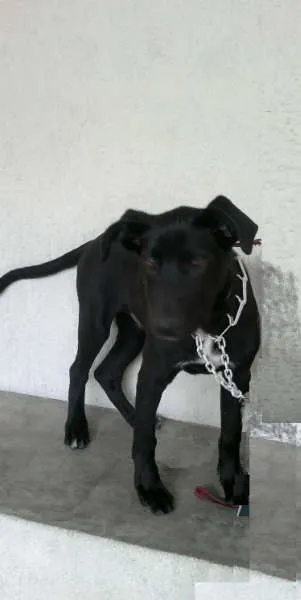 Cachorro ra a SRD idade 2 a 6 meses nome Thor