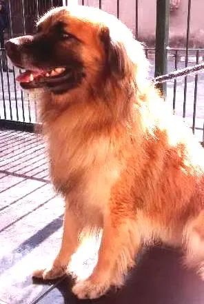 Cachorro raça Labrador idade 2 anos nome Thor