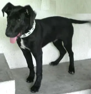 Cachorro raça SRD idade 2 a 6 meses nome Thor