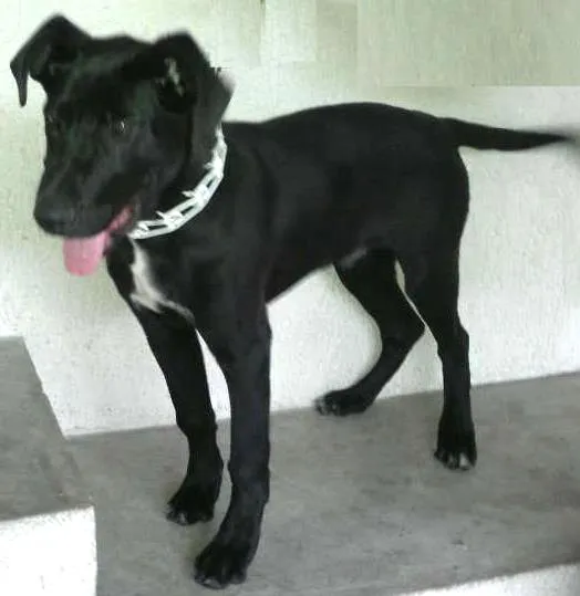 Cachorro ra a SRD idade 2 a 6 meses nome Thor
