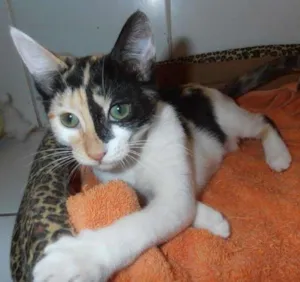 Gato raça srd idade 2 a 6 meses nome JellyBeans