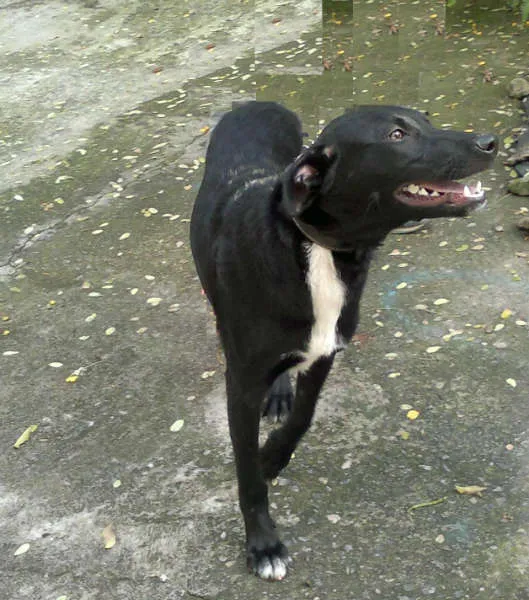 Cachorro ra a SRD idade 2 a 6 meses nome King