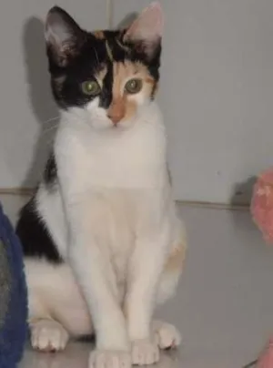 Gato raça srd idade 2 a 6 meses nome JellyBeans