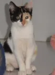 JellyBeans