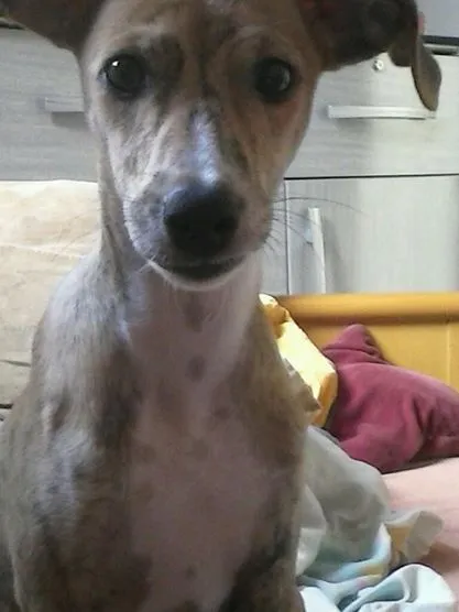 Cachorro ra a Galgo espanhol idade 7 a 11 meses nome Hércules