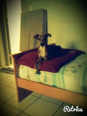 Cachorro ra a Galgo espanhol idade 7 a 11 meses nome Hércules