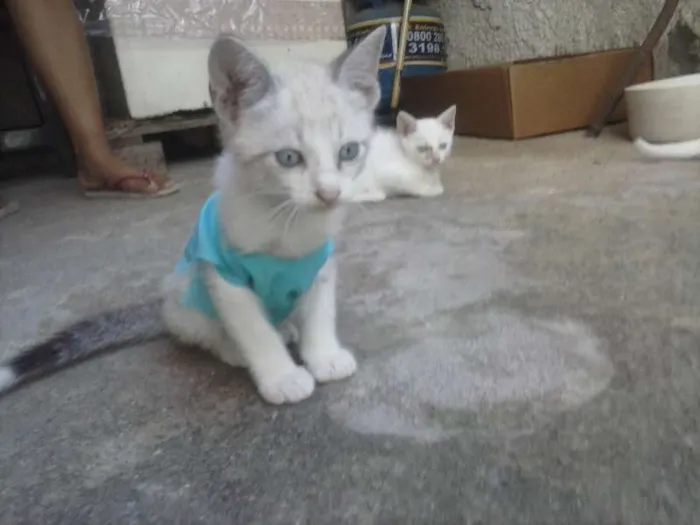 Gato ra a nao sei idade Abaixo de 2 meses nome sem nomes