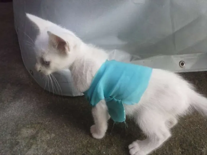 Gato ra a nao sei idade Abaixo de 2 meses nome sem nomes