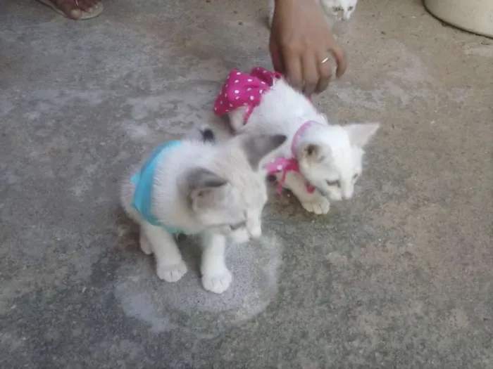 Gato ra a nao sei idade Abaixo de 2 meses nome sem nomes