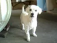 Pupi